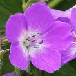 Blütenfoto Geranium sylvaticum