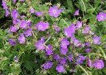 Habitusfoto Geranium sylvaticum