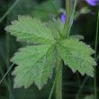 Blätterfoto Geum x intermedium