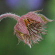 Fruchtfoto Geum x intermedium