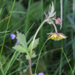 Habitusfoto Geum x intermedium