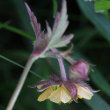 Blütenfoto Geum x intermedium