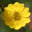 Foto von Besonderheit Geum montanum