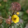 Blütenfoto Geum montanum