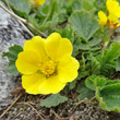 Portraitfoto Geum montanum