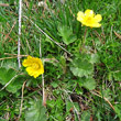 Habitusfoto Geum montanum