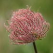 Fruchtfoto Geum montanum