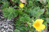 Blätterfoto Geum reptans