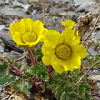 Blütenfoto Geum reptans