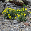 Habitusfoto Geum reptans