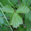 Blätterfoto Geum rivale
