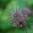 Fruchtfoto Geum rivale