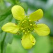 Blütenfoto Geum urbanum