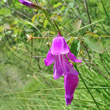 Blütenfoto Gladiolus imbricatus