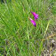 Habitusfoto Gladiolus imbricatus