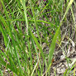 Blätterfoto Gladiolus imbricatus