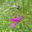 Blütenfoto Gladiolus italicus