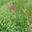 Habitusfoto Gladiolus italicus