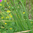Blätterfoto Gladiolus italicus