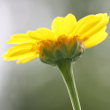Blütenfoto Glebionis segetum