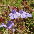 Portraitfoto Glechoma hederacea