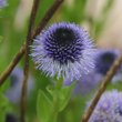 Blütenfoto Globularia bisnagarica