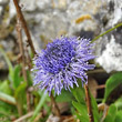 Portraitfoto Globularia bisnagarica