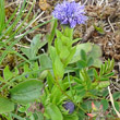 Stängel-/Stammfoto Globularia bisnagarica