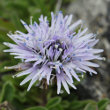 Portraitfoto Globularia cordifolia