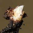 Stängel-/Stammfoto Globularia cordifolia