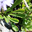 Blätterfoto Globularia cordifolia