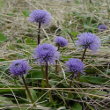 Habitusfoto Globularia nudicaulis