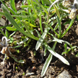 Blätterfoto Gnaphalium hoppeanum