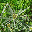 Portraitfoto Gnaphalium norvegicum