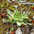 Portraitfoto Gnaphalium supinum