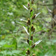 Portraitfoto Gnaphalium sylvaticum