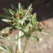 Portraitfoto Gnaphalium uliginosum