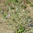 Stängel-/Stammfoto Gnaphalium uliginosum
