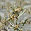 Fruchtfoto Gnaphalium uliginosum