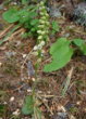 Habitusfoto Goodyera repens