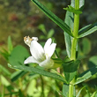 Portraitfoto Gratiola officinalis