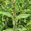 Stängel-/Stammfoto Guizotia abyssinica