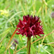 Blütenfoto Nigritella austriaca