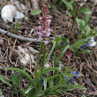 Habitusfoto Gymnadenia odoratissima