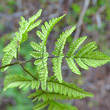 Foto von Besonderheit Gymnocarpium dryopteris