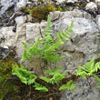 Portraitfoto Gymnocarpium robertianum