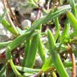 Blätterfoto Gypsophila repens