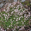 Habitusfoto Gypsophila repens