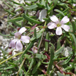 Blütenfoto Gypsophila repens