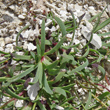 Foto von Besonderheit Gypsophila repens